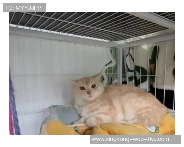 四川男篮积极行动救助流浪猫计划后续妥善安置关爱生命 四川男篮积极行动救助流浪猫计划后续妥善安置关爱生命